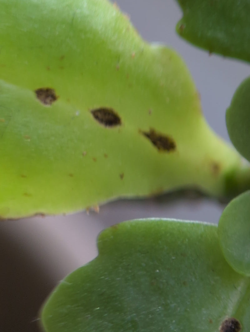 Cocciniglie — Bild 5