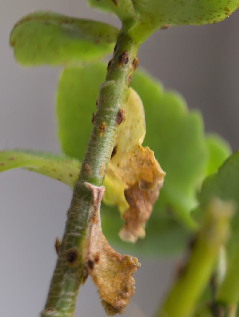 Cocciniglie — Bild 4