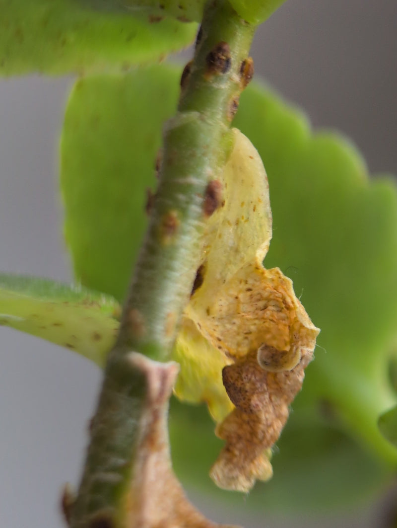 Cocciniglie — Bild 3