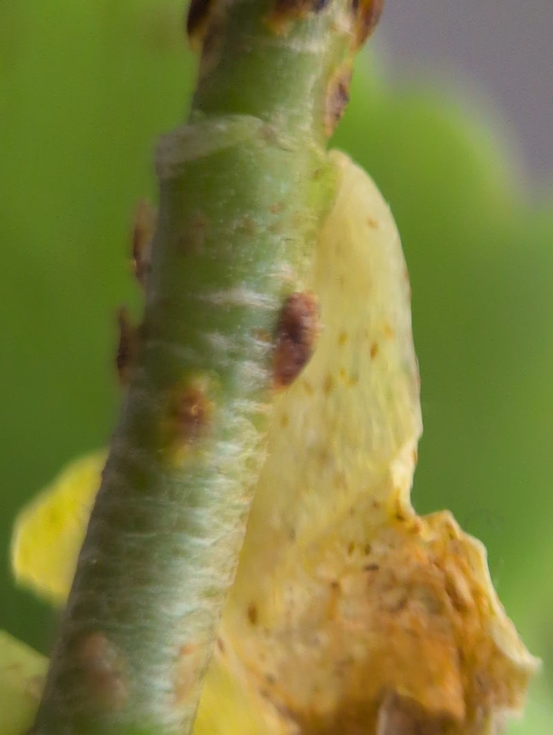 Cocciniglie — Bild 2