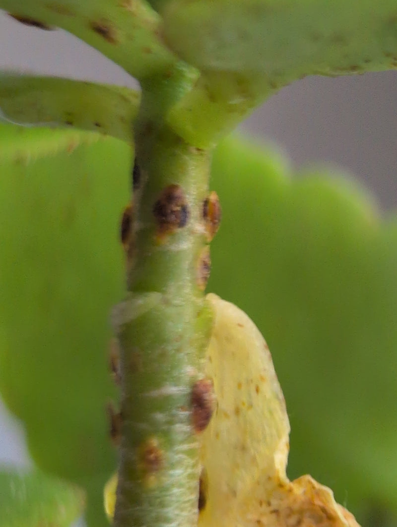 Cocciniglie — Bild 1