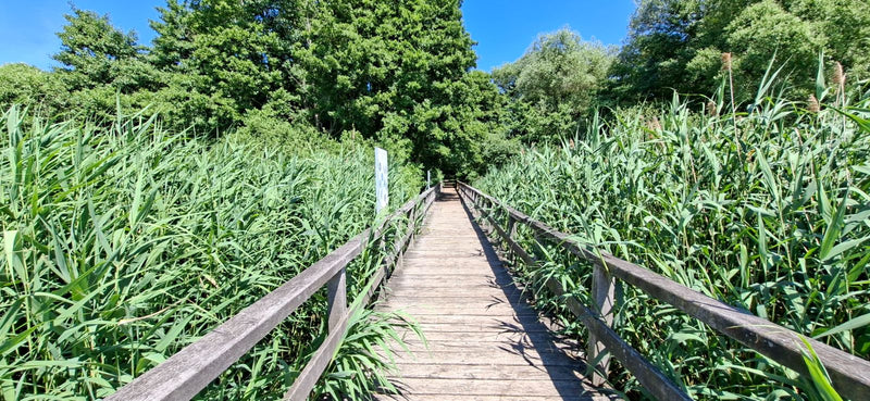 Densi popolamenti di cannuccia di palude crescono su entrambi i lati di una passerella in legno che attraversa una zona umida. Le alte erbe caratterizzano il...