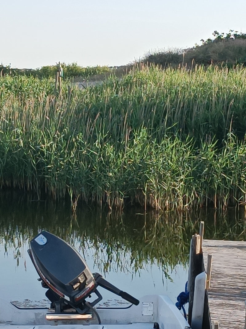 È visibile un denso popolamento di cannuccia di palude sulla riva di uno specchio d'acqua. In primo piano si trovano un molo in legno e la poppa di una barca.