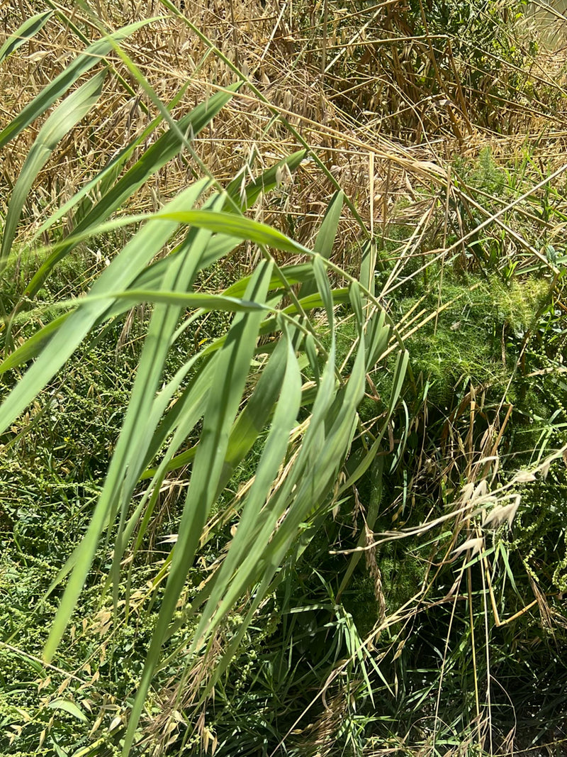 L'immagine mostra le lunghe e strette foglie verdi e gli steli della cannuccia di palude in un ambiente naturale con vegetazione secca sullo sfondo. La piant...
