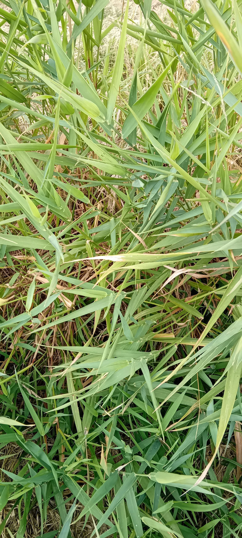 L'immagine mostra un denso popolamento di cannuccia di palude con caratteristiche foglie verdi. Lo scatto è orientato verso il basso sulla vegetazione.
