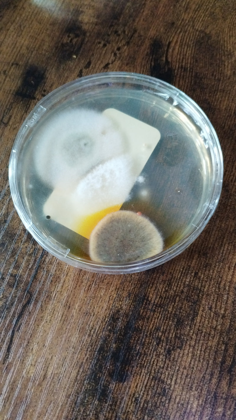 L'immagine mostra colonie fungine di Aspergillus in una piastra Petri rotonda. Le colture mostrano una tipica crescita circolare su terreno di coltura.