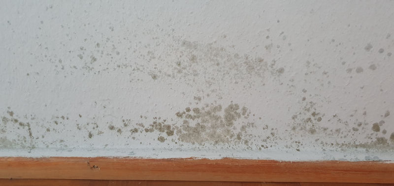Cladosporio — Bild 2