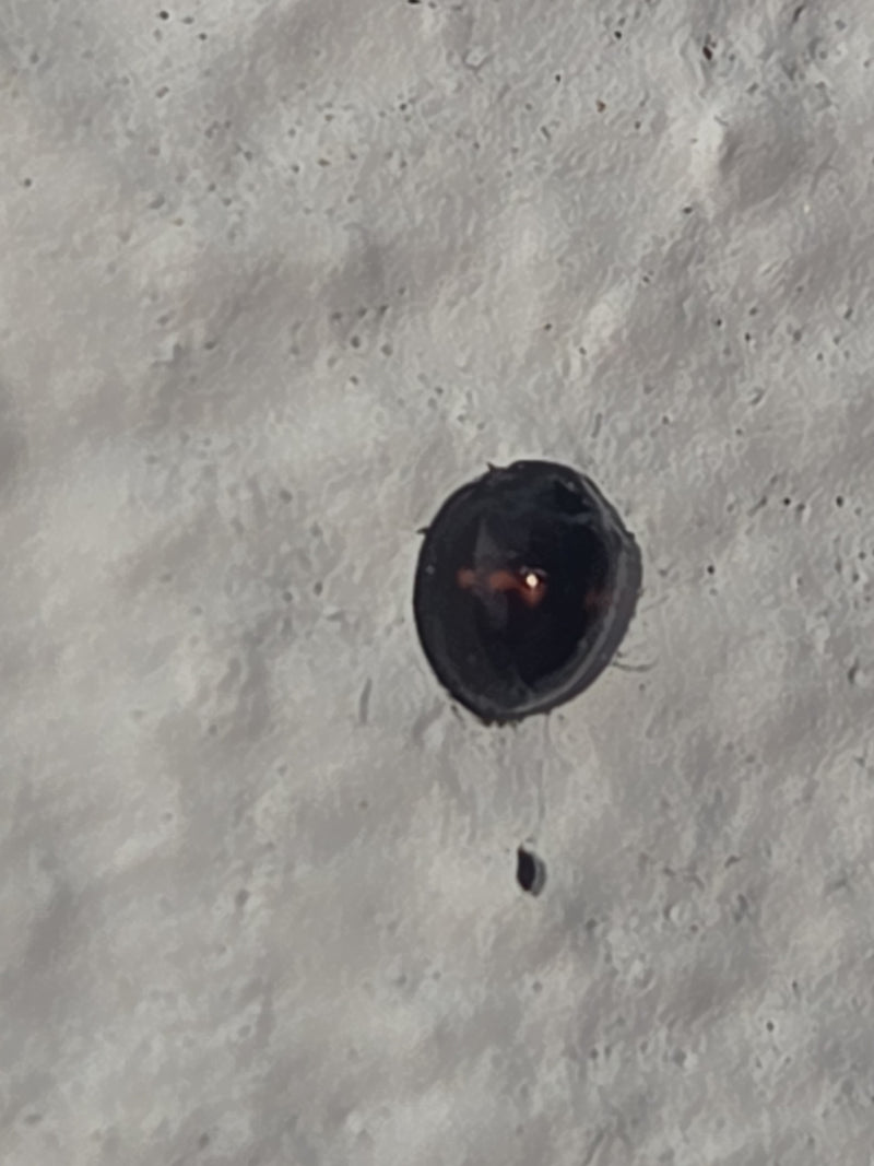 Fungo — Bild 3