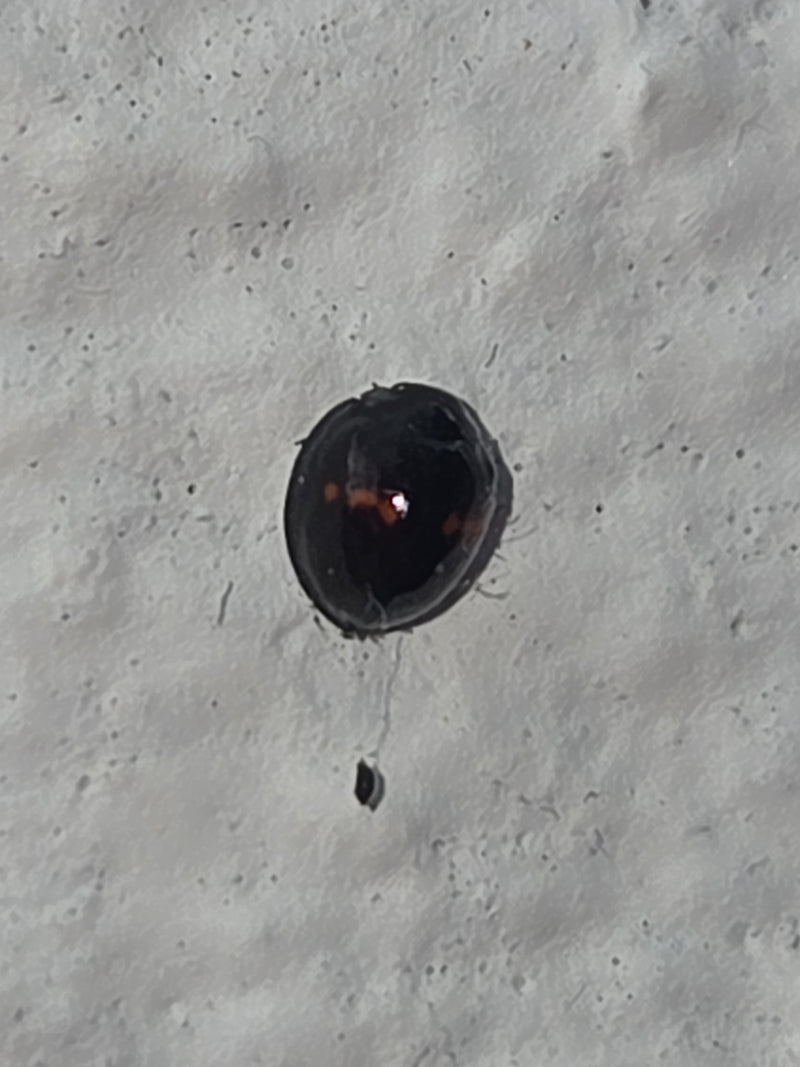 Fungo — Bild 2