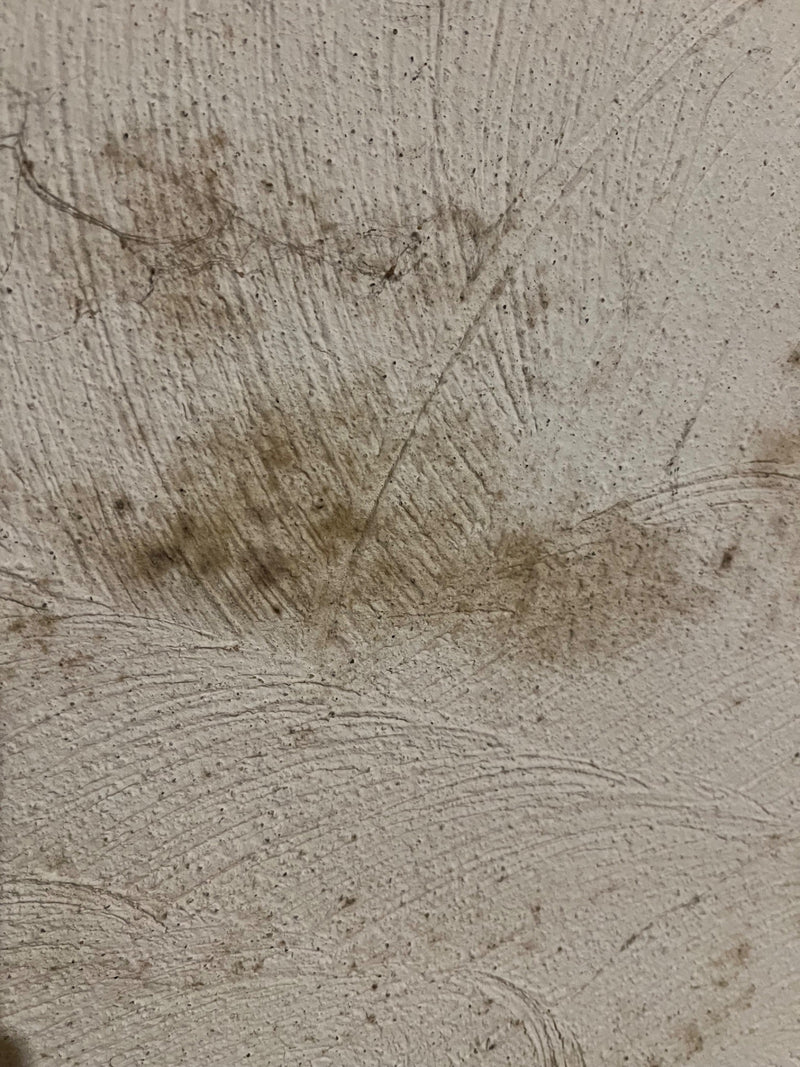 Cladosporio — Bild 1