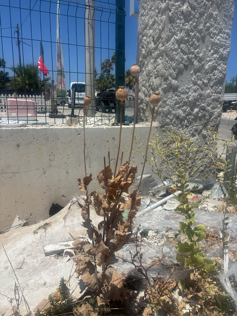 Papavero da oppio — foto 5 di 7
