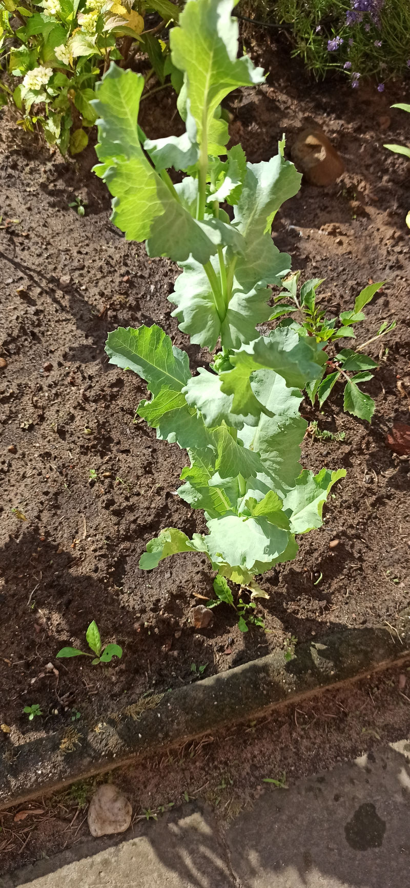 Schlafmohn — Bild 2