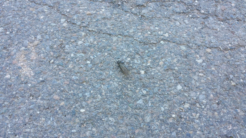 mosca del fango — Bild 1