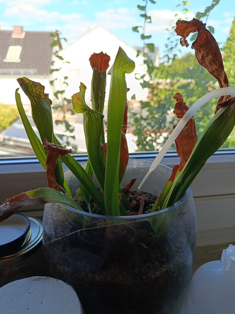 pianta carnivora — Bild 1