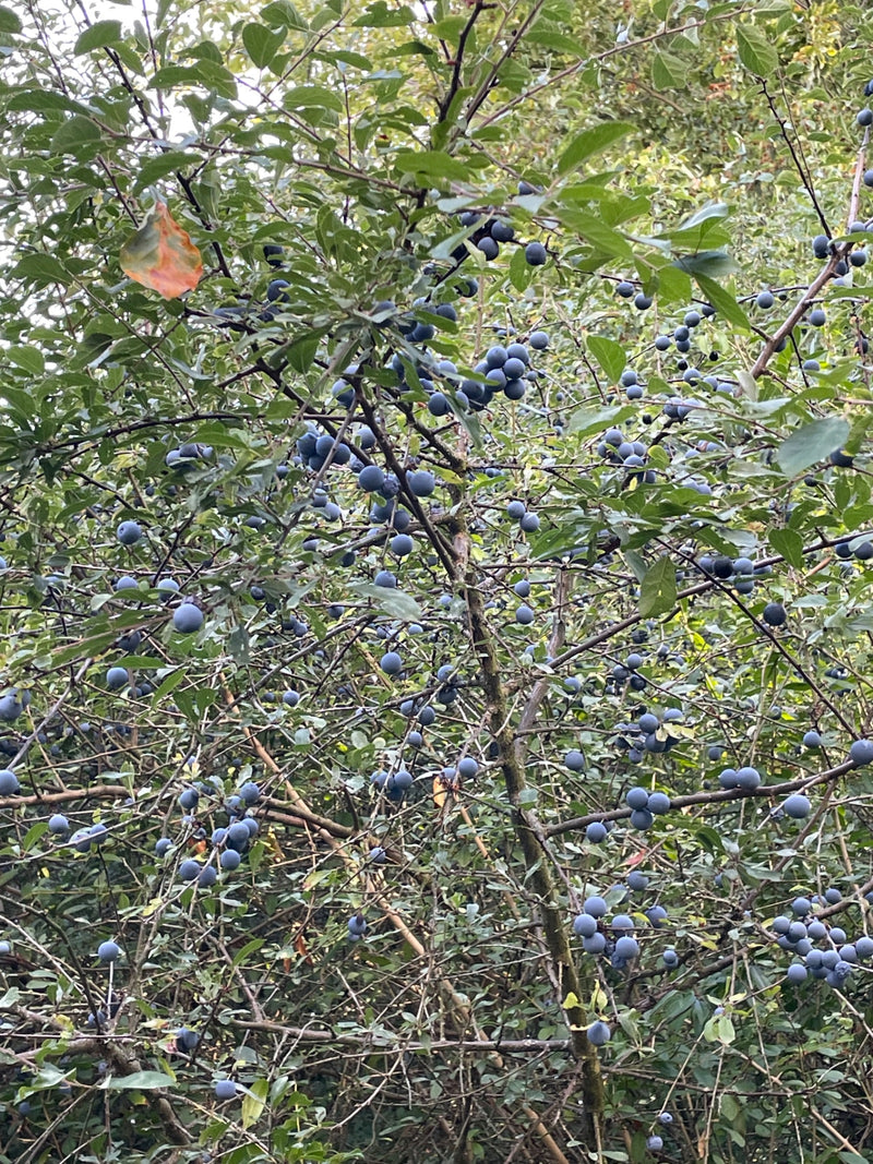 L'immagine mostra un denso cespuglio di prugnolo con molti frutti blu maturi tra foglie verdi e rami. Le bacche sono ben visibili.
