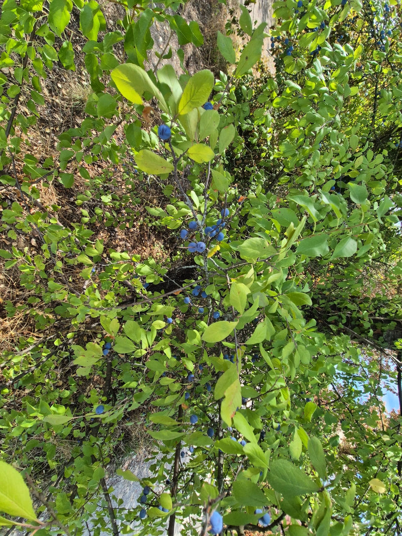 Si vede un arbusto di prugnolo densamente fogliuto con numerosi piccoli frutti blu. Lo scatto mostra l'arbusto dall'alto nel suo ambiente naturale.
