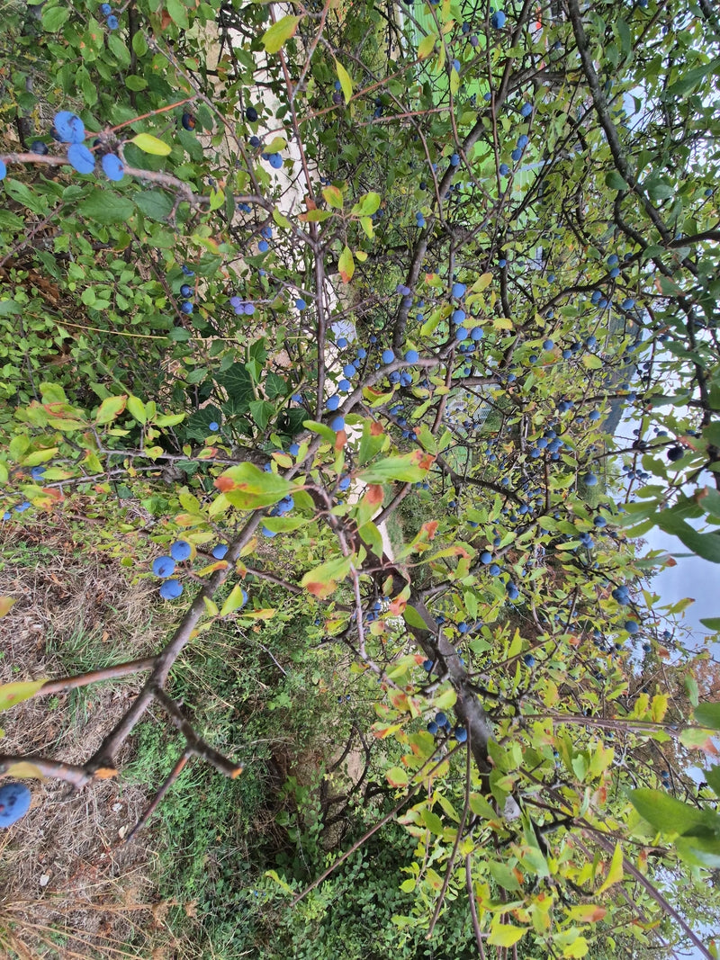 L'immagine mostra un arbusto densamente ramificato con foglie verdi e numerosi piccoli frutti cerosi blu. Si tratta di un prugnolo (Prunus spinosa).
