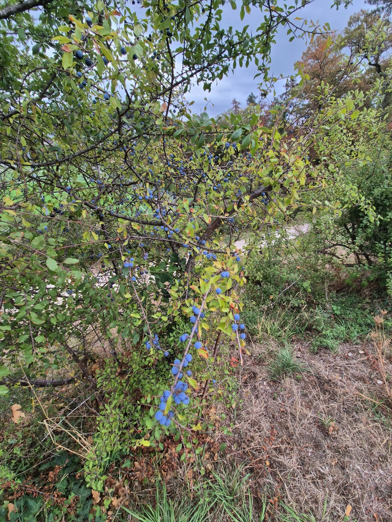 Si vede un arbusto di prugnolo con fitto fogliame verde e numerosi frutti blu sui rami. L'immagine mostra l'arbusto nel suo ambiente naturale.