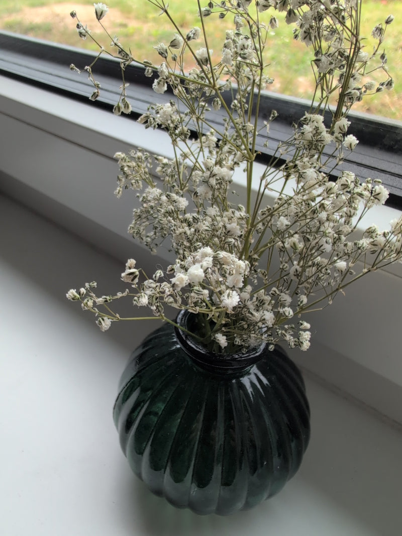 Gipsofila — Bild 1