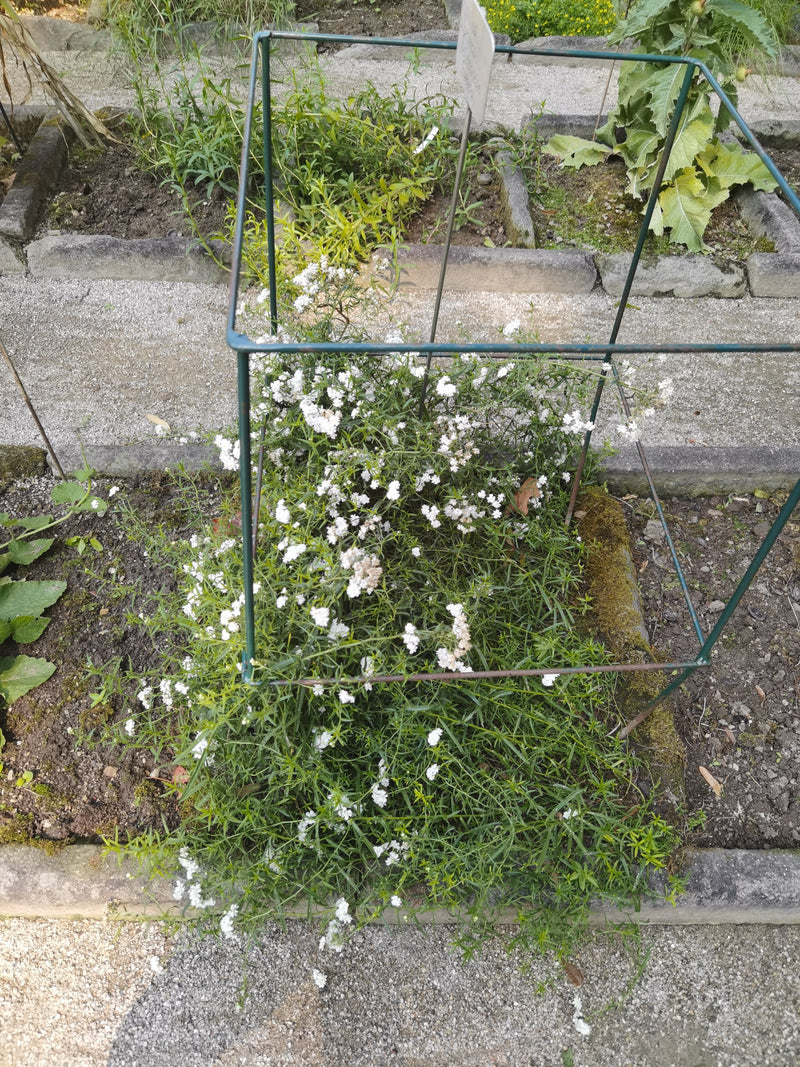 La foto mostra una pianta di gipsofila in fiore in un'aiola da giardino delimitata. La pianta è circondata da una struttura metallica verde.