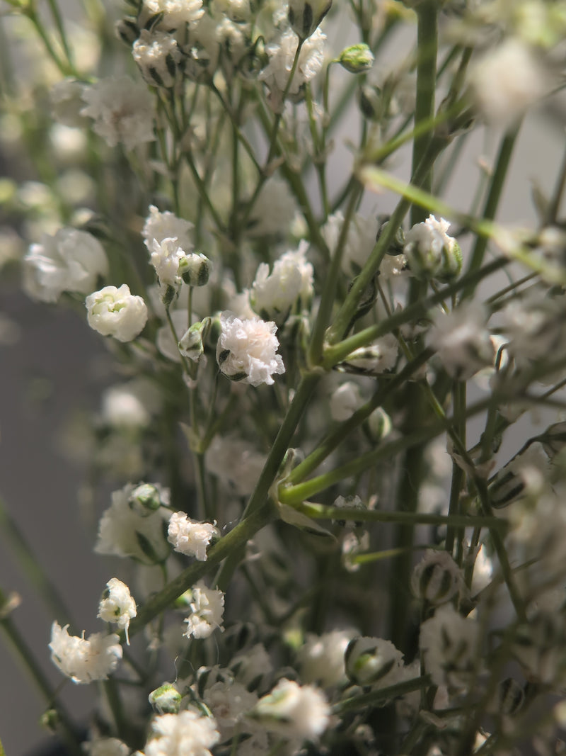 Gipsofila — Bild 5
