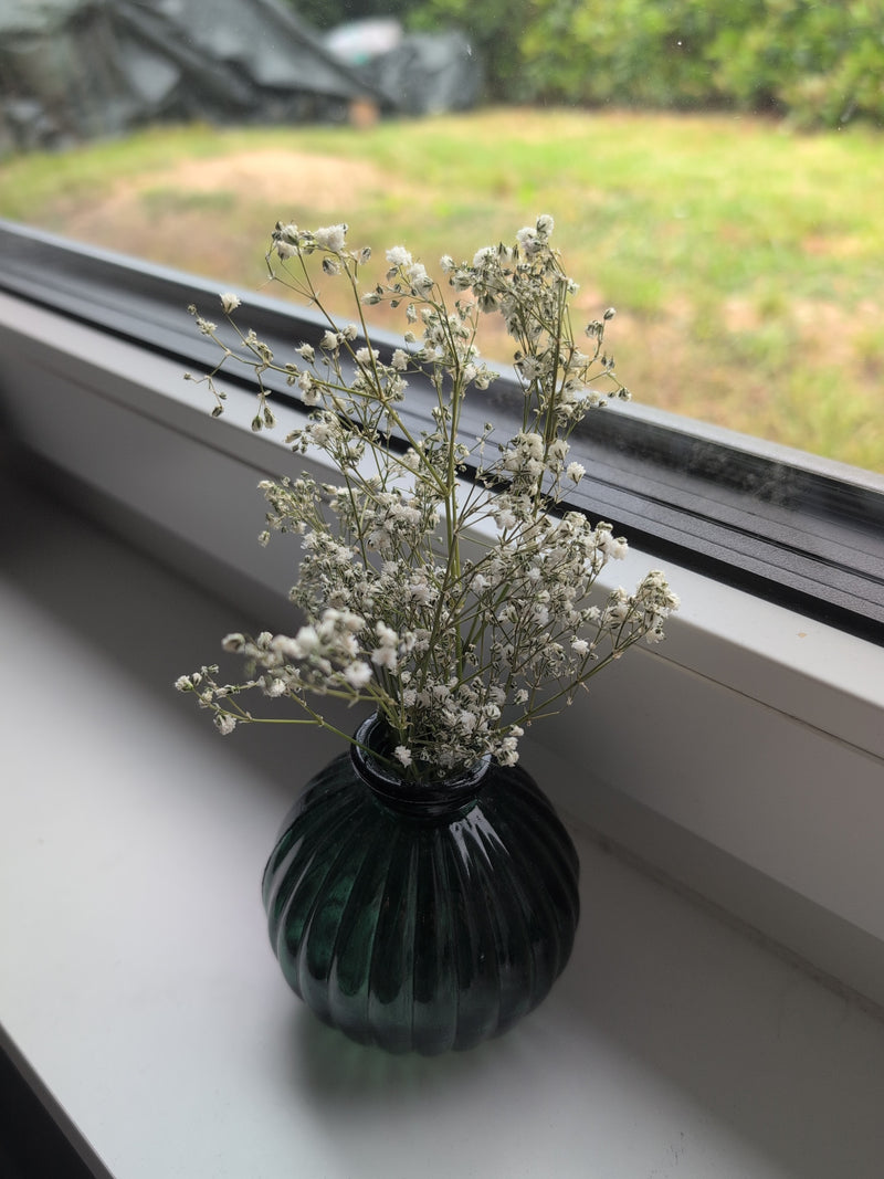 Gipsofila — Bild 4