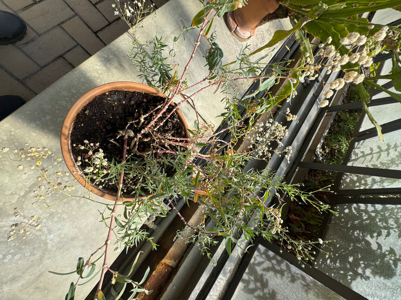 Una pianta di velo da sposa cresce in un vaso di terracotta, vista dall'alto, con rami sottili e piccoli fiori bianchi.