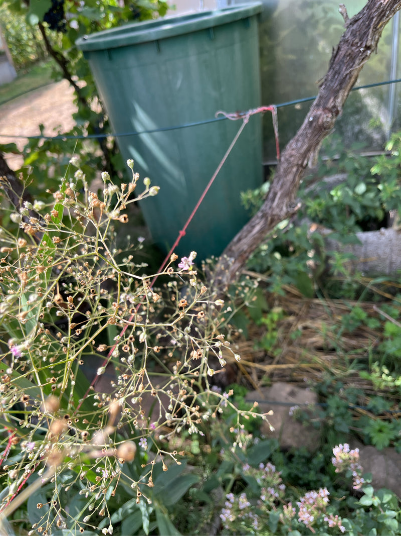 L'immagine mostra le infiorescenze fini e ramificate della gipsofila in un giardino. Sfondo con piante verdi e un bidone della pioggia.