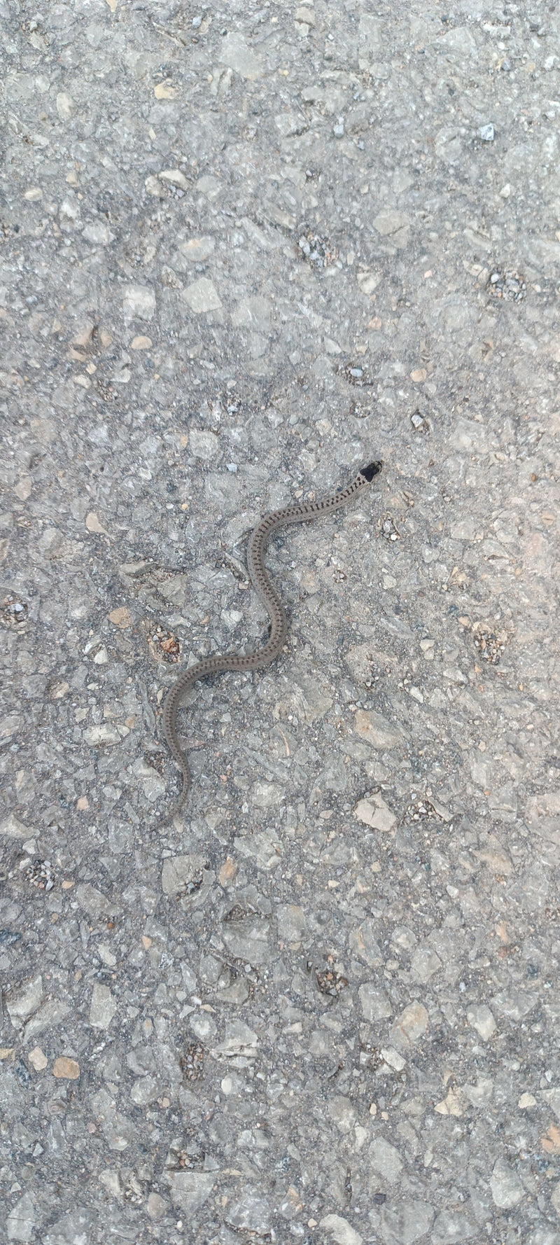 serpente liscio — foto 3 di 3