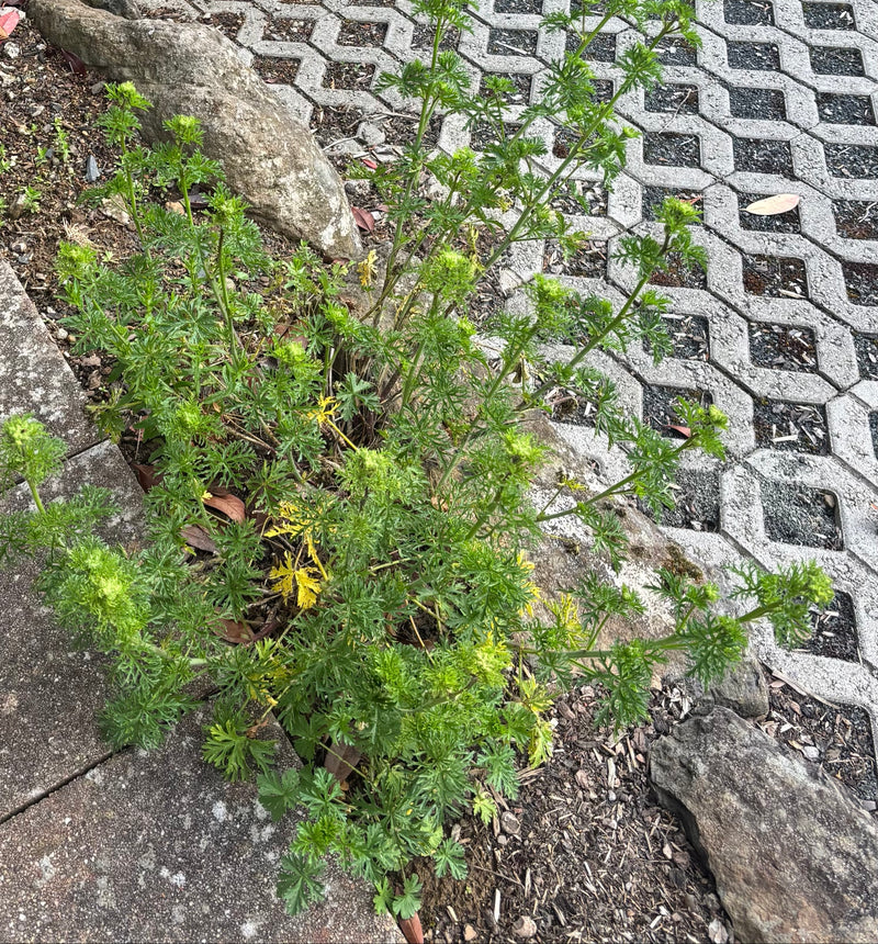 Cranesbill dalle foglie a fessura — Bild 1