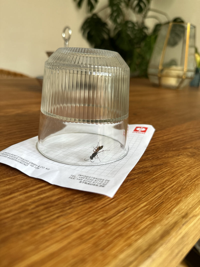 L'immagine mostra un icneumone intrappolato sotto un bicchiere rovesciato su un pezzo di carta. La scena si trova su una superficie di un tavolo di legno all...