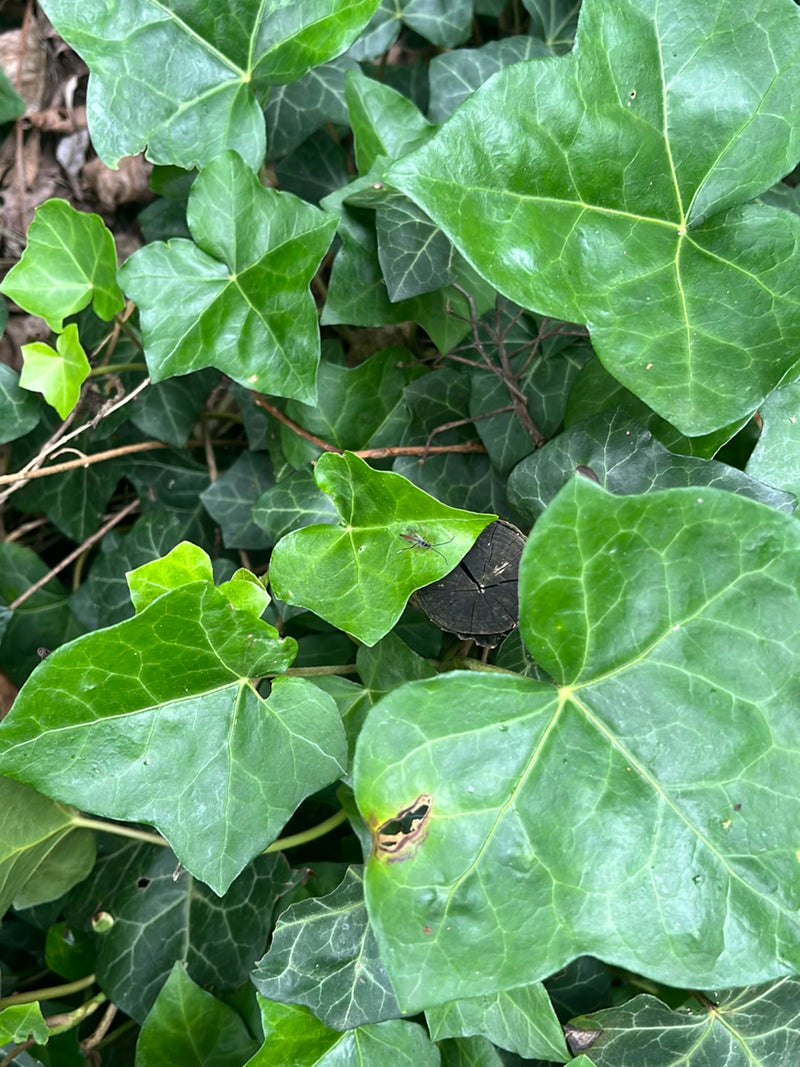 Un icneumone è seduto su una foglia verde di edera. L'insetto è visibile da lontano.
