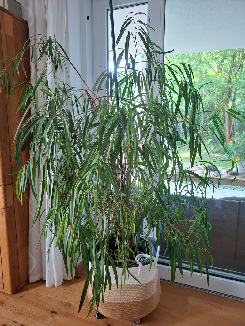 Si vede un grande Ficus maclellandii in un vaso con molte foglie lunghe e strette all'interno davanti a una finestra.