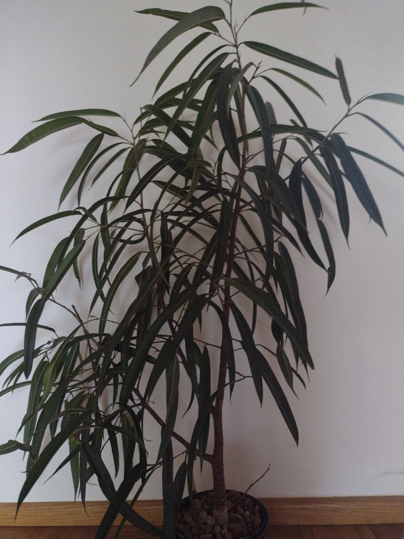 Si vede un Ficus maclellandii in un vaso di fiori contro una parete chiara. La pianta ha molte foglie strette e verde scuro e cresce eretta.