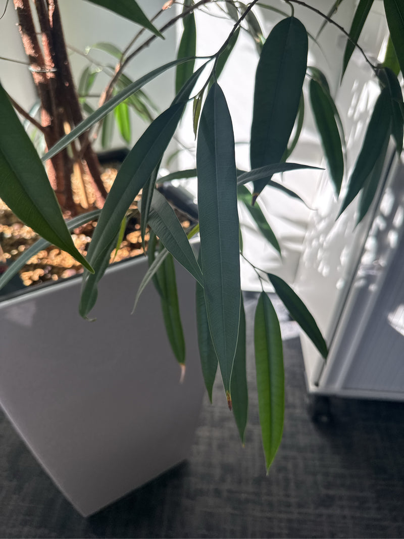 Un Ficus maclellandii cresce in un grande vaso da interno, mostrando le caratteristiche foglie lunghe e affusolate.