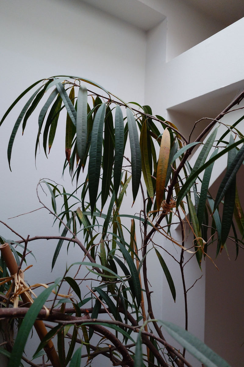 Rami di un Ficus maclellandii con le caratteristiche foglie allungate e pendenti in un interno.
