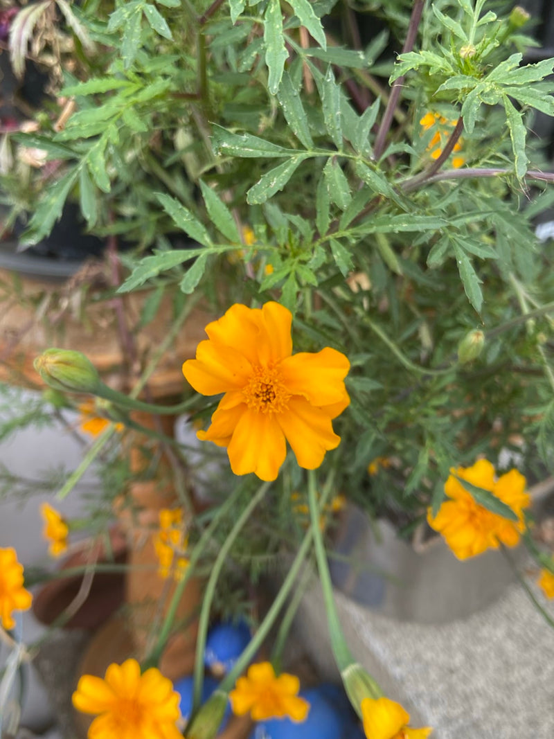Calendula a foglie strette — Bild 1