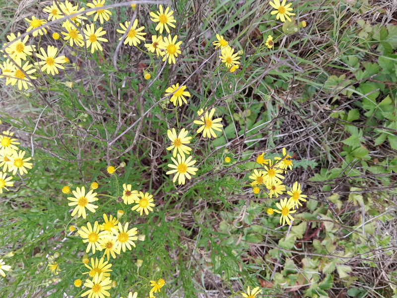 Erba tossica a foglie strette — Bild 1