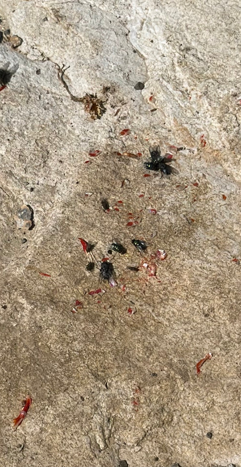 Diverse mosche carnarie sono sedute su un terreno roccioso chiaro mentre si nutrono.