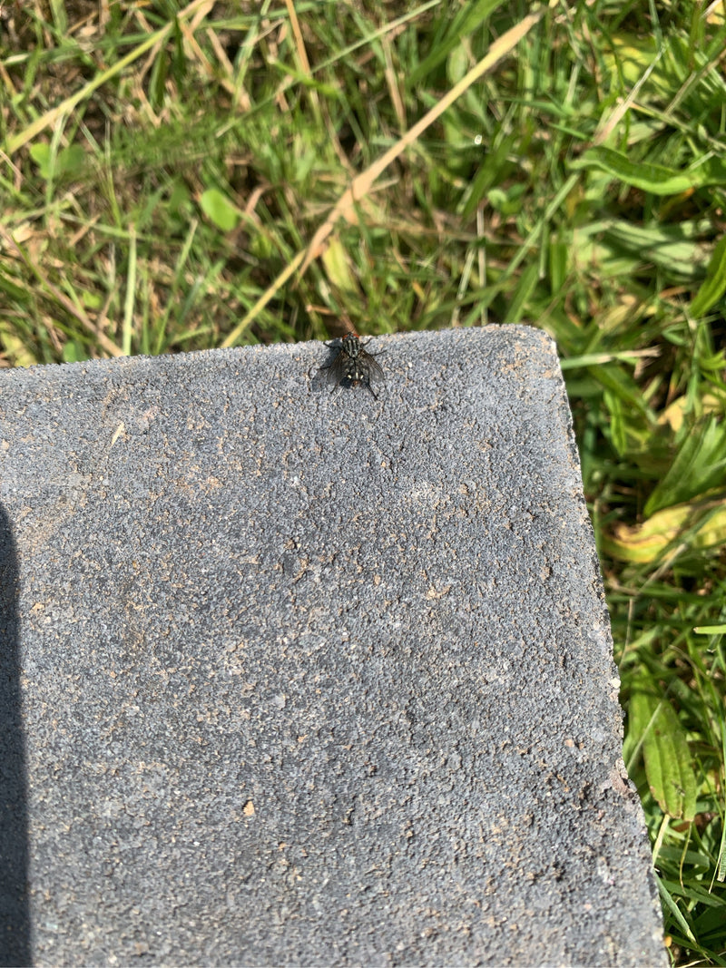 Una mosca carnaria siede vista dall'alto su una lastra di pietra grigia. Sfondo di erba verde.