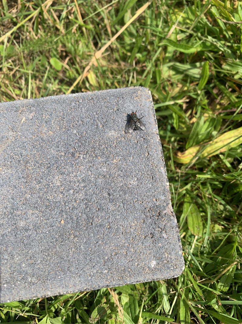 Una mosca carnaria è seduta su una lastra di pietra grigia in mezzo all'erba. L'insetto riposa tranquillamente.