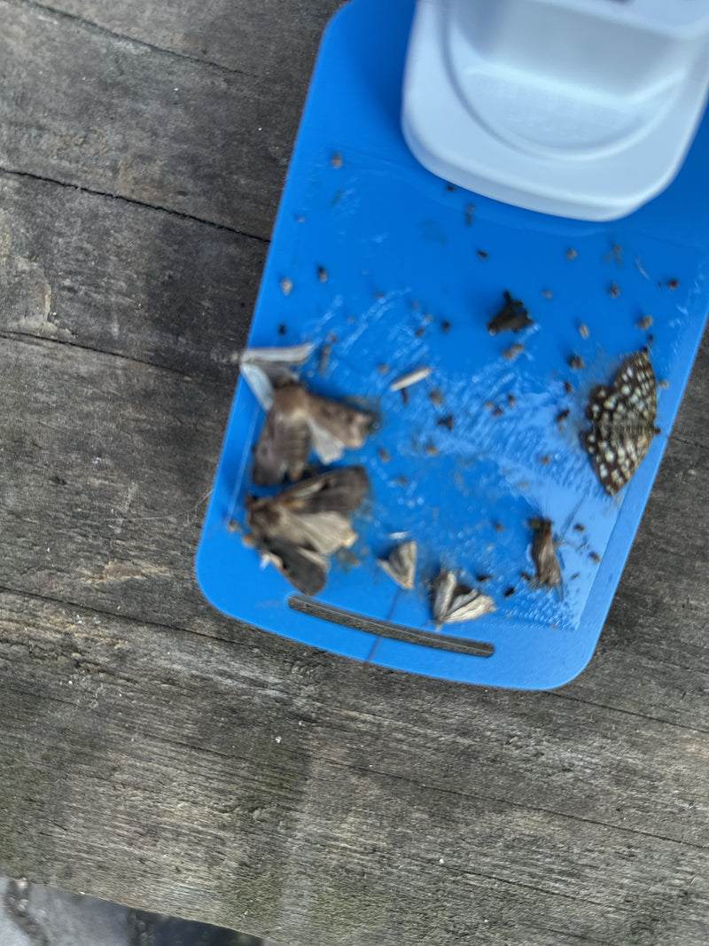 Farfalle (ordine) — foto 5 di 7