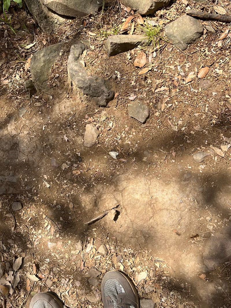 Farfalle (ordine) — foto 2 di 7