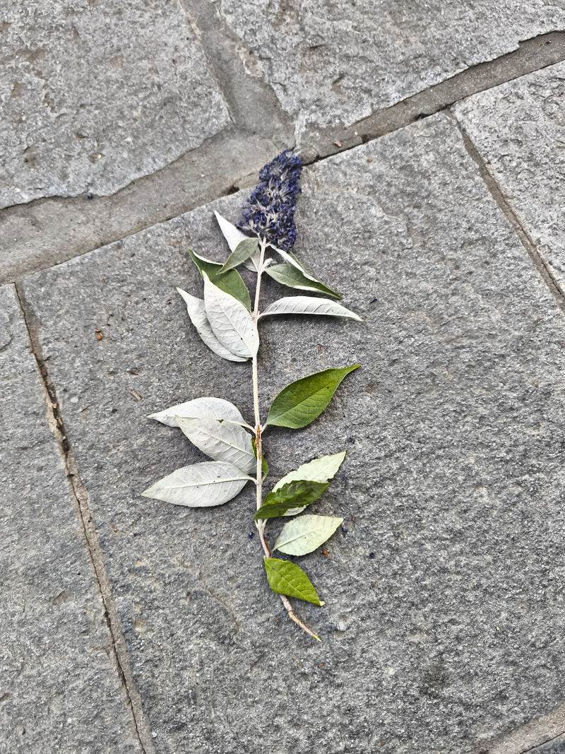 L'immagine mostra un singolo ramo di buddleia con fiori viola e foglie verde-bianche. Si trova su un pavimento di pietra grigia.