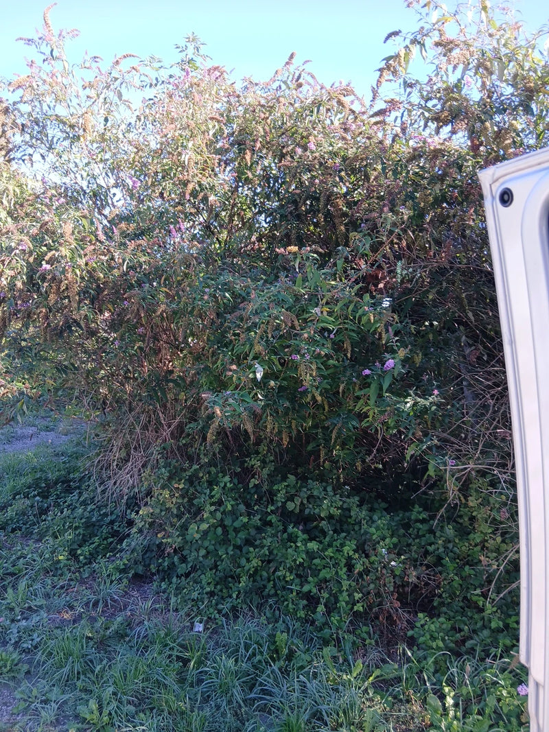 Si vede un grande arbusto di albero delle farfalle con infiorescenze davanti a un cielo azzurro. La pianta cresce sul ciglio della strada.