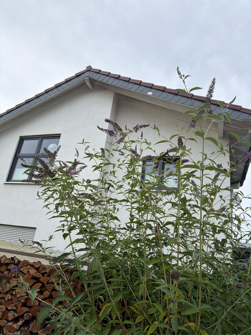 Si vede una grande farfalla in fiore davanti alla facciata bianca di una casa. Le tipiche infiorescenze viola si protendono verso il cielo.