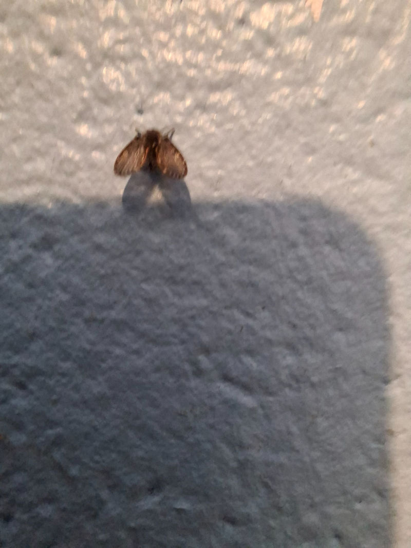 zanzara farfalla — foto 5 di 18