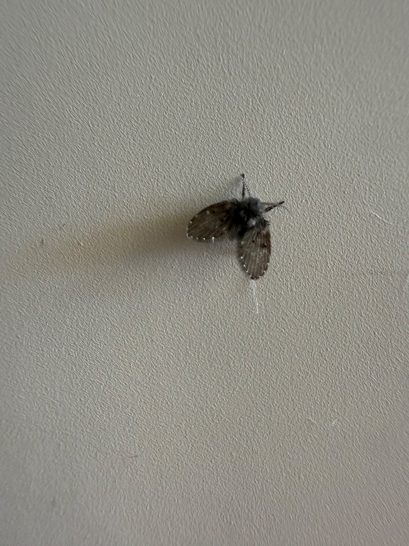 Una farfalla notturna è seduta su una parete chiara e strutturata. L'insetto è visibile in primo piano dall'alto.