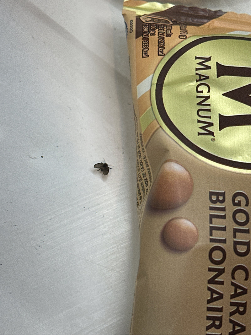 L'immagine mostra una farfalla notturna (psychodidae) posata su una superficie chiara accanto a una confezione di gelato.