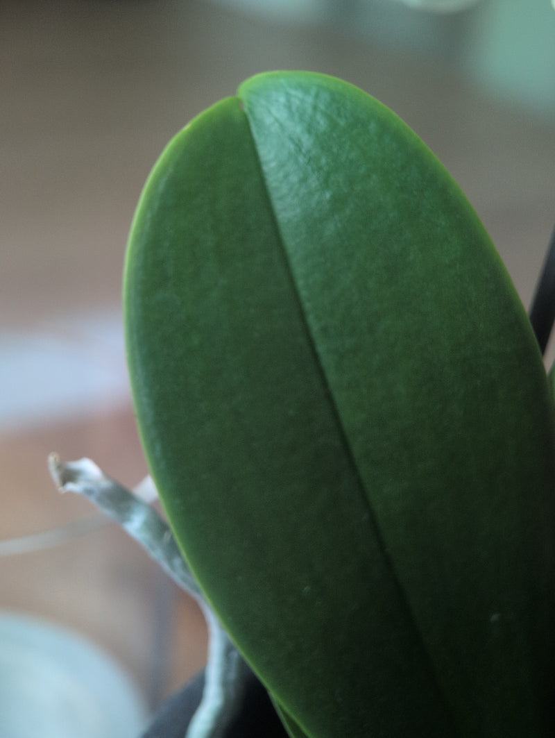 Schmetterlingsorchidee — Bild 5